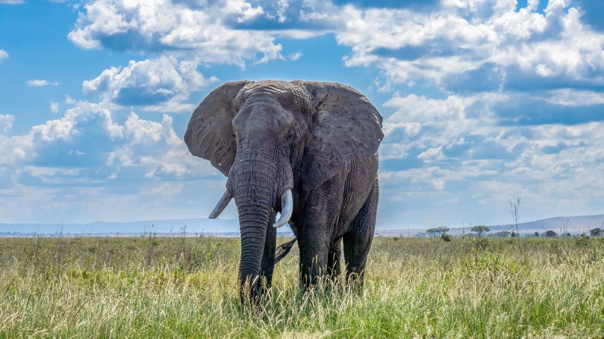 African elephant walking across open grassland