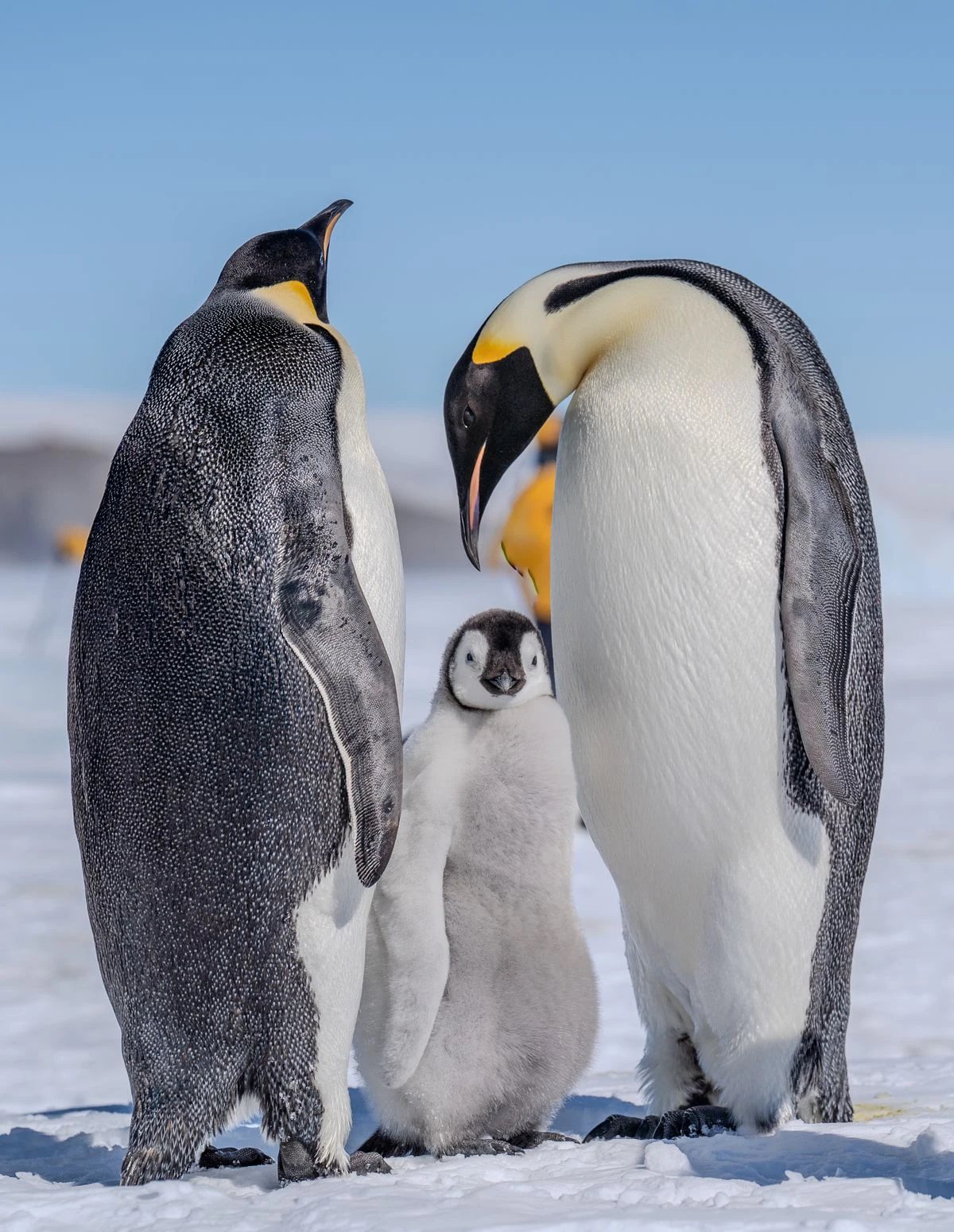Emperor penguins and their chick on Antarctic ice