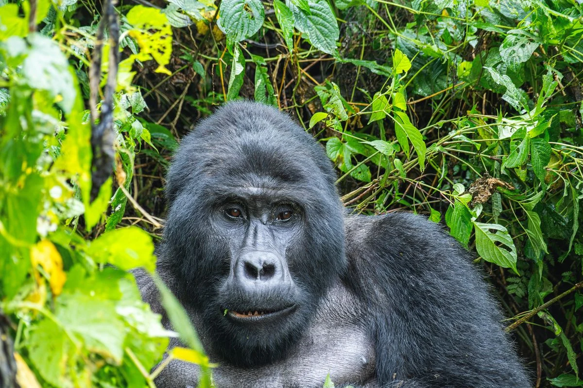 Mountain gorilla surrounded by dense green forest