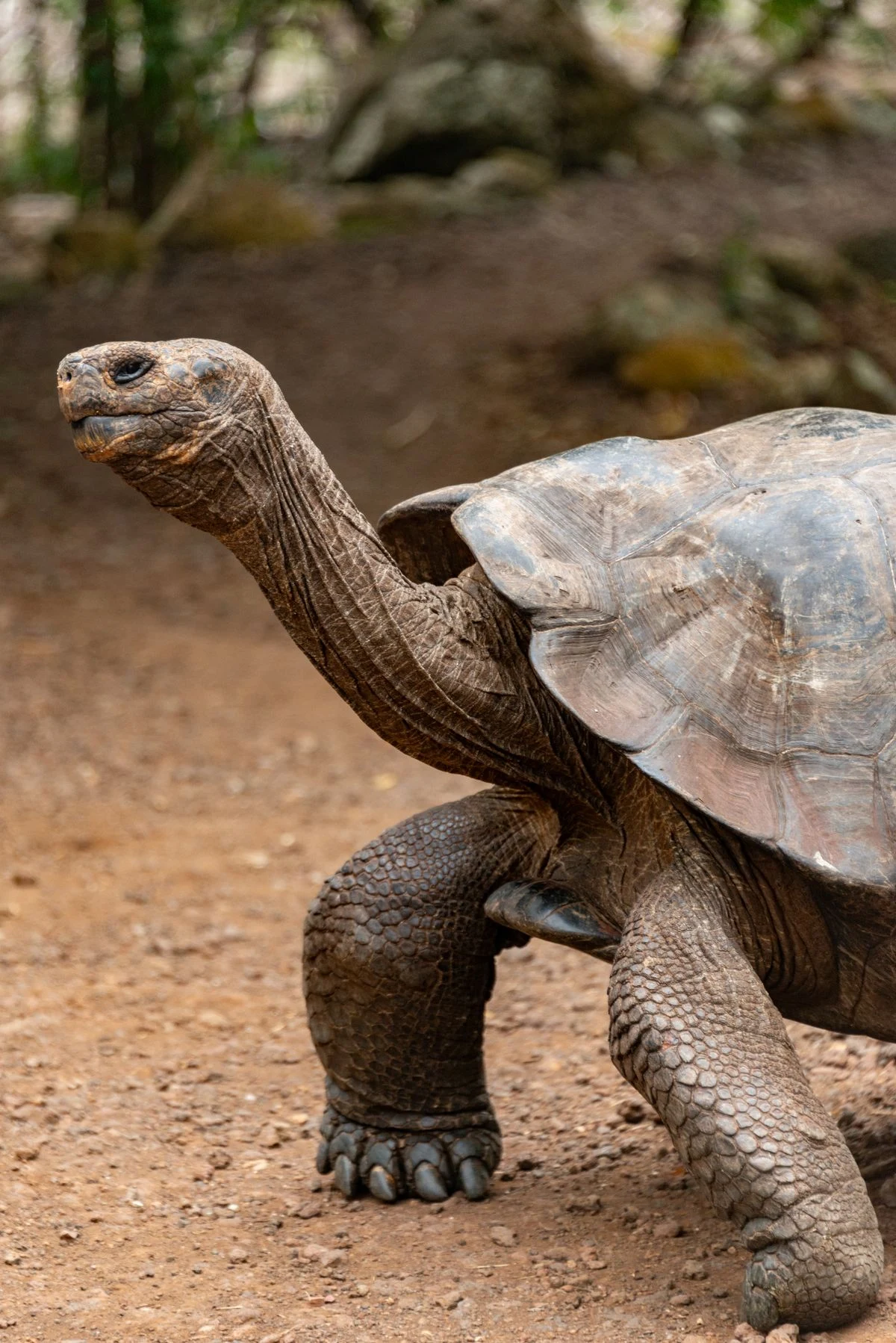 Giant Galápagos tortoise in its island habitat
