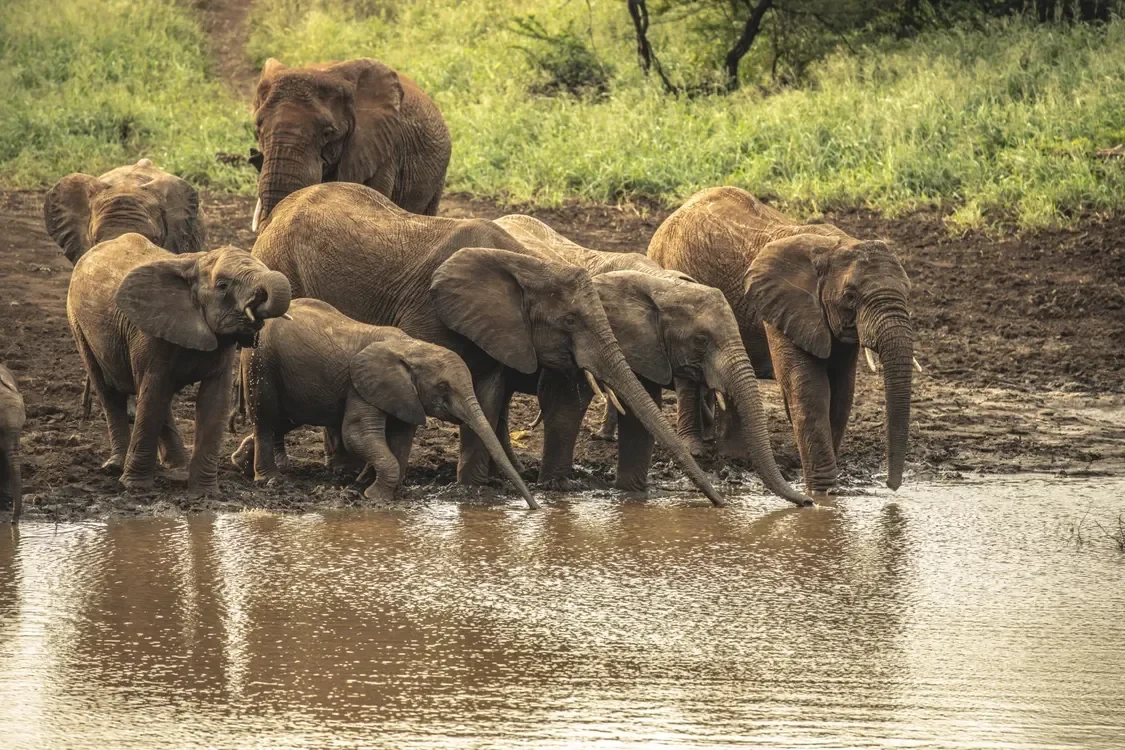 Elephants gathering at an African waterhole